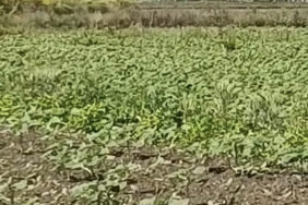 Tekirdağ Hayrabolu lahana 1844 m tek tapu tarla